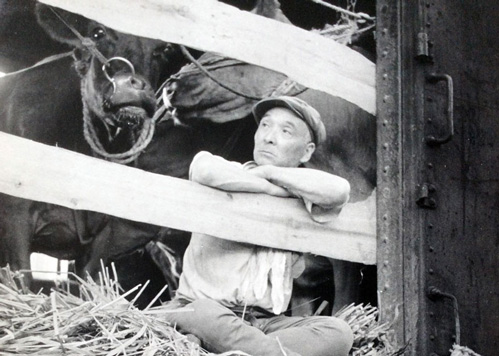 牛を売りに行く男。この写真は「カメラ毎日」月例コンテストで２位に入賞した。1955年夏、新潟県内の旧国鉄駅構内