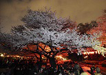 夜桜は味わい深い。2008年、上野公園の花見