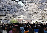 桜の回廊を思い思いに散策する人々。2013年、上野公園の花見