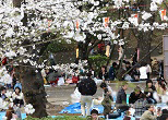 散りはじめのサクラは、心をゆらす。2013年、上野公園の花見