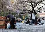 上野の杜の住人たちにとって、現金をかせぐ忙しい季節だ。2009年、上野公園の花見