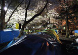ホームレスたちのビニールハウス。ブルーのシートとサクラの色のコントラストが複雑な気持ちにさせる。2009年、新宿中央公園