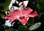 ハイビスカス（沖縄名：アカバナー）の花。八重山諸島・西表島