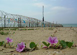 辺野古の浜に咲くハマユウガオ。2012年、名護市