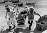 島をあげてサンゴを食い荒らすオニヒトデを駆除。1983年、沖縄・鳩間島
