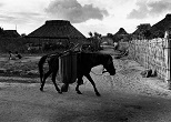 与那国馬のいる村。1960年ごろ、沖縄・与那国島祖納