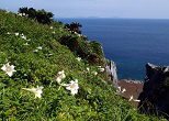 断崖に咲くテッポウユリ。2005年４月、渡名喜島