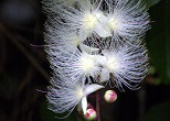優雅な花の姿は一夜限りのサガリバナ。芳香が漂う。2007年、西表島