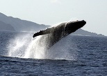 座間味島沖でジャンプするザトウクジラ。2002年