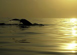 座間味島沖で夕陽を浴びて泳ぐザトウクジラ。2002年