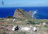 仲ノ神島は海鳥たちの楽園。2004年