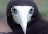 カツオドリの幼鳥。カメラを向けるとじっとにらんでいた。1996年、仲ノ神島