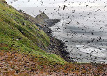 仲ノ神島を覆う海鳥の群れ。1996年
