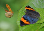 羽を開くと色鮮やかなコノハチョウ（右）。2013年、沖縄本島・本部半島