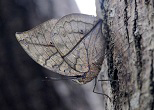 羽を閉じると、その名の通り木の葉にしか見えないコノハチョウ。2013年、本部半島