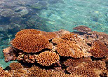 サンゴの海。慶良間諸島・阿嘉島の海は、200種以上のサンゴが生息する世界有数のサンゴの楽園である。