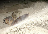 アカウミガメの産卵。2003年６月、沖縄本島