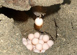 アカウミガメの産卵。