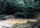 砲弾着弾地の水たまり