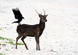 ケラマジカのお尻に飛び乗るハシブトカラス。2011年、座間味島